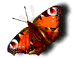 butterfly snapping its wings